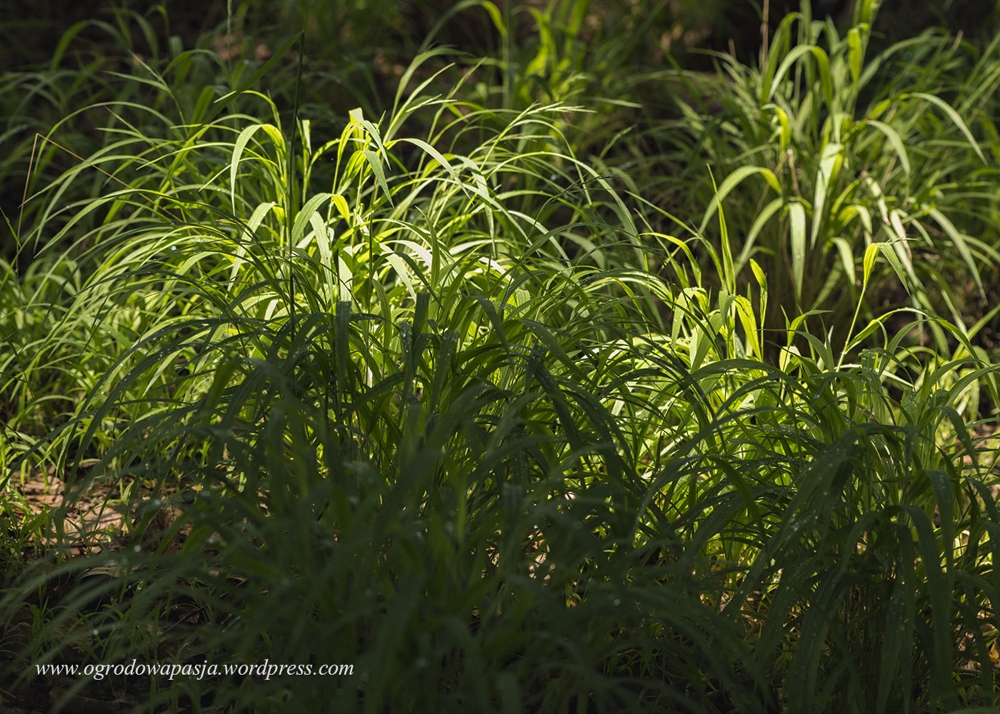 Kłosownica leśna (Brachypodium sylvaticum)