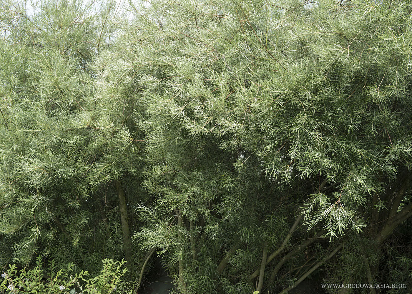 wierzba mała (Salix exigua)