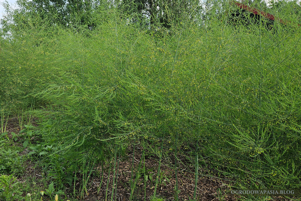 kwitnące szparagi