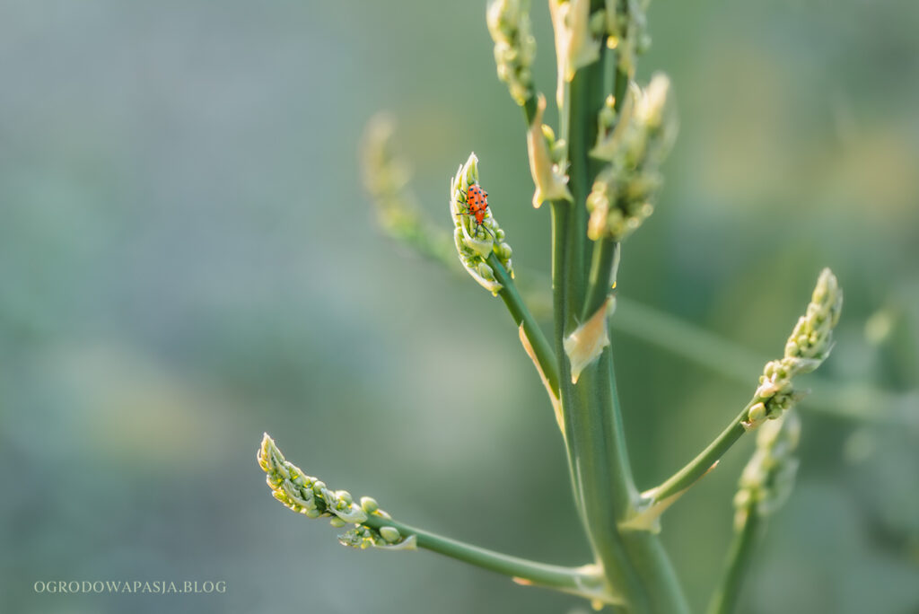 poskrzypka dwunastokropkowa