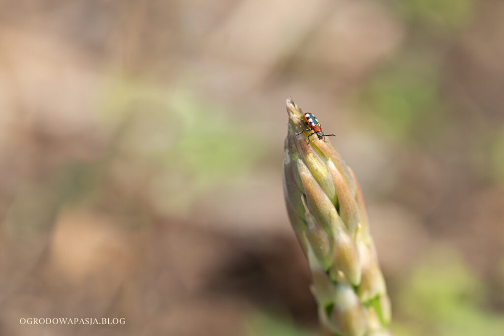 poskrzypka szparagowa