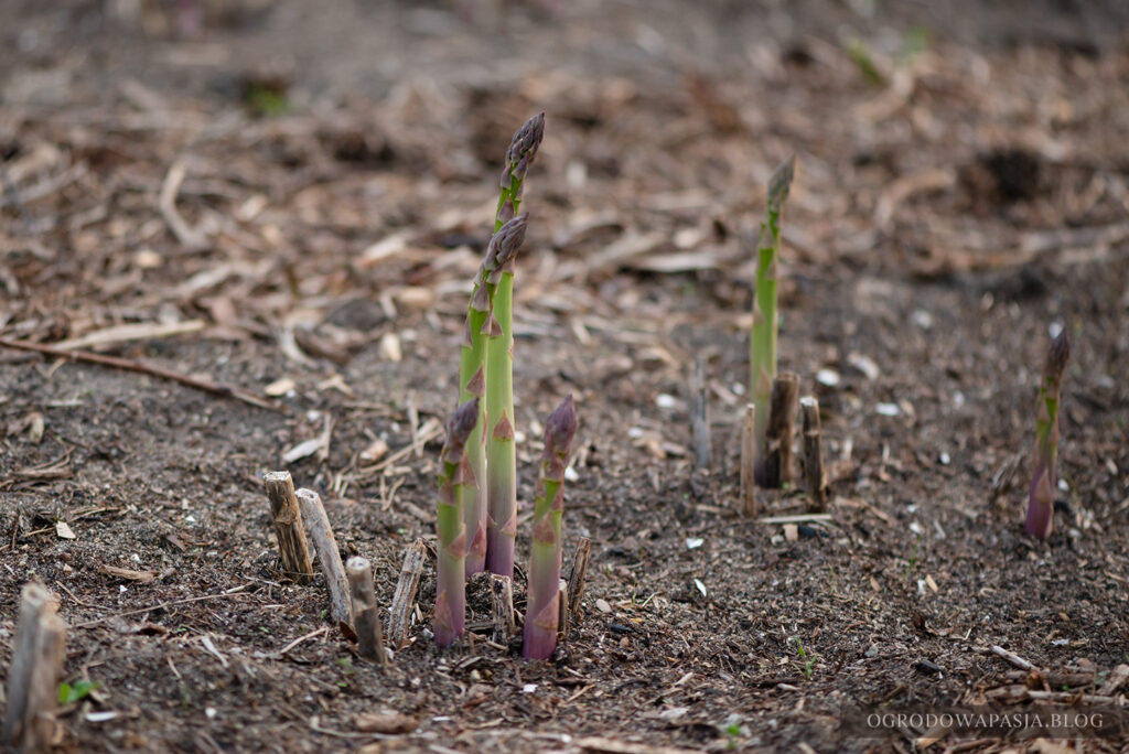 szparagi uprawa