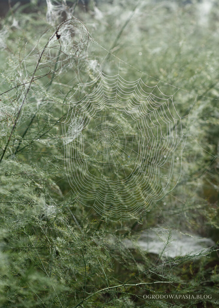 szparagi w ogrodzie uprawa