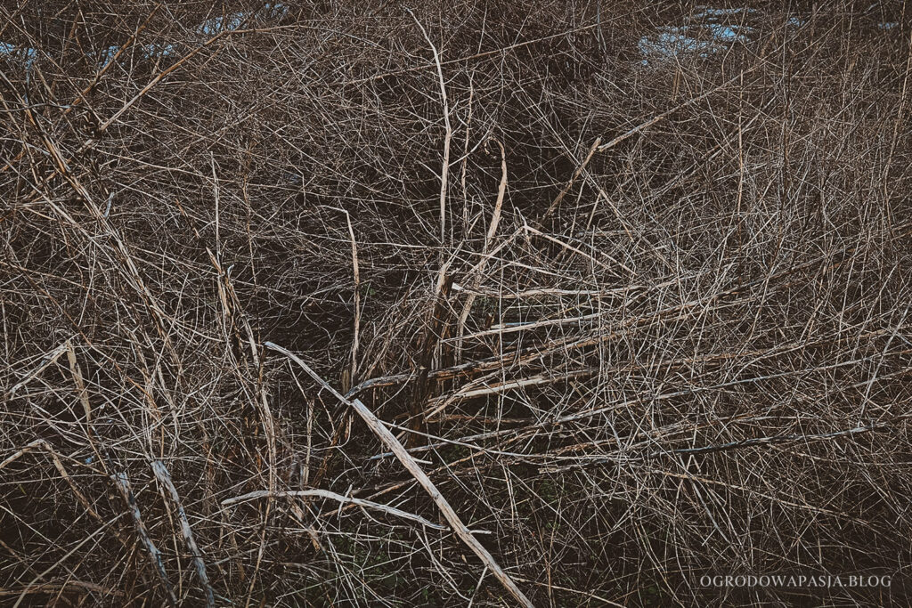 nieprzycinane szparagi