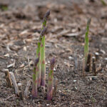 uprawa szparagów w ogrodzie