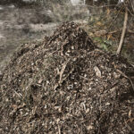 zrębki drzewne w ogrodzie