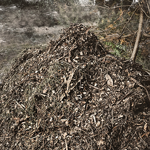 zrębki drzewne w ogrodzie