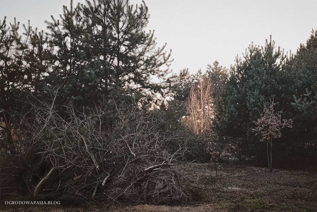 zrębkowanie gałęzi